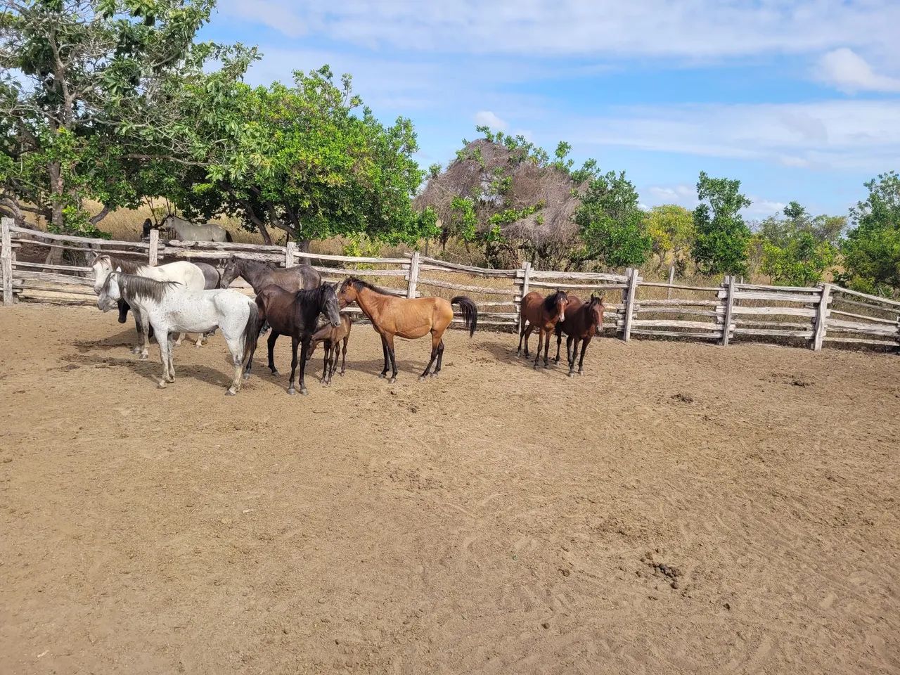 Vende-se lote de cavalos 