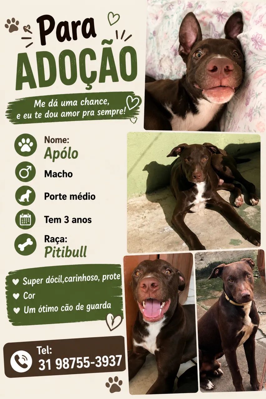 Adoção  - Foto 2