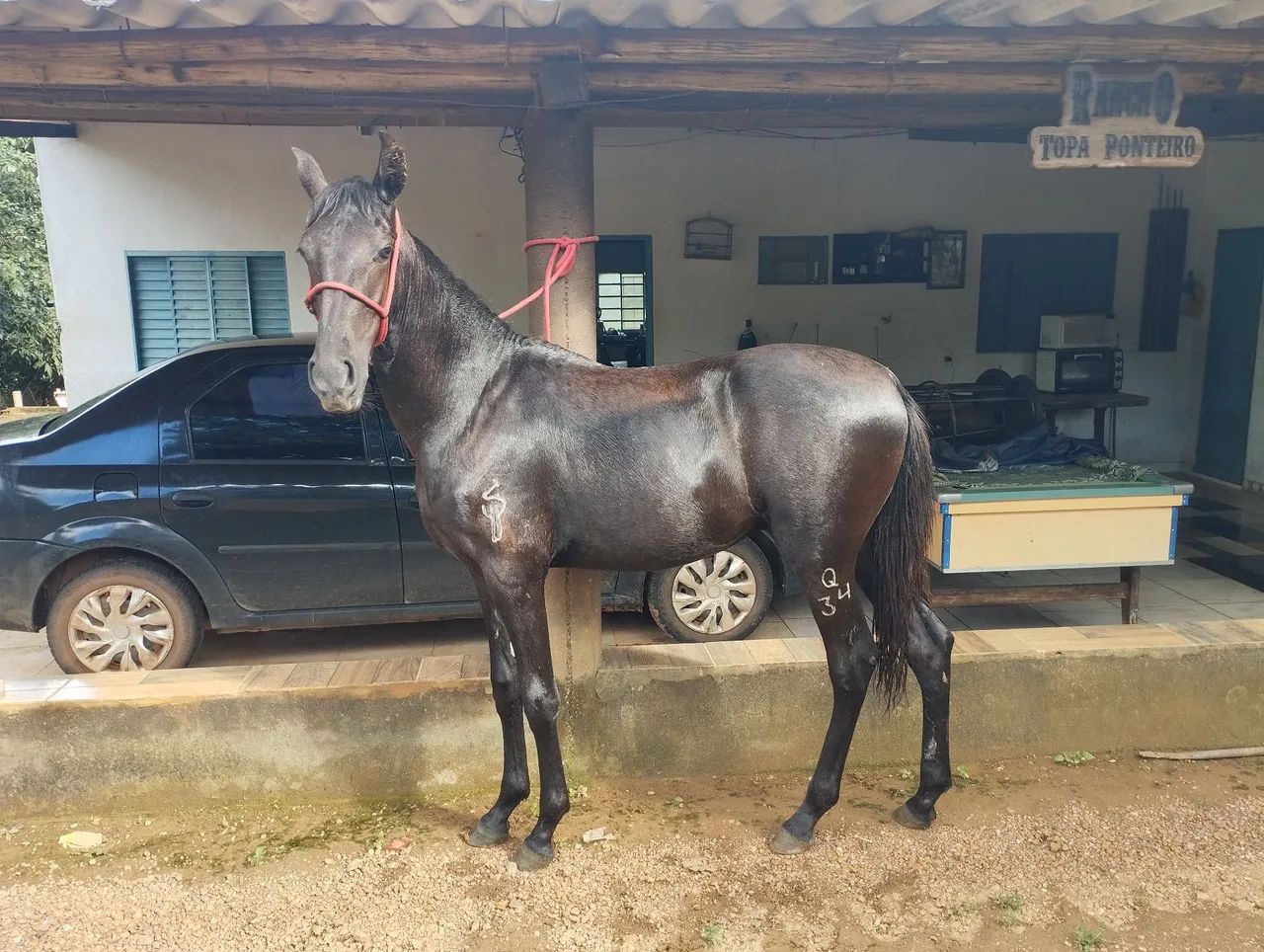 Potro mangalarga registrado tordilho negro - Foto 4