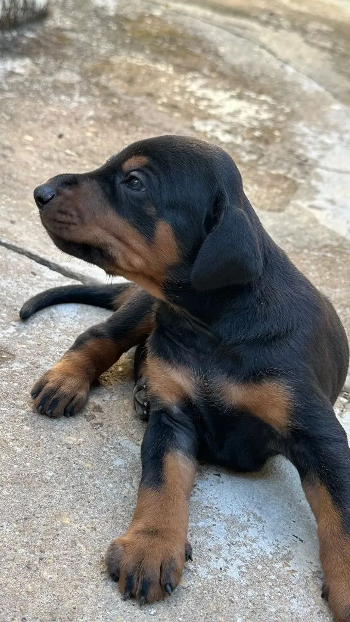 Filhote de Dobermam  - Foto 3