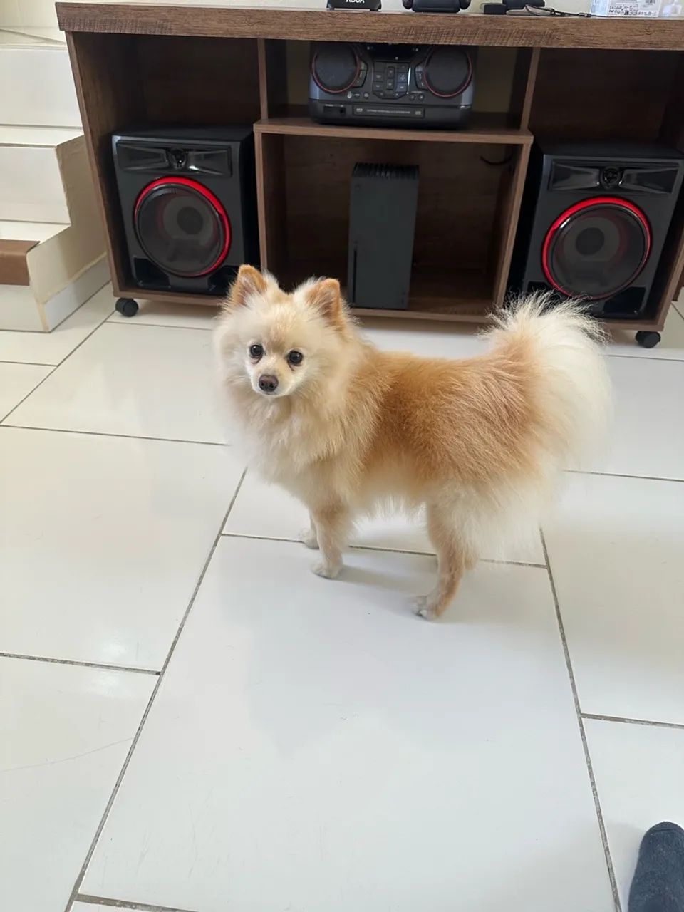 Vendo spizt alemão 