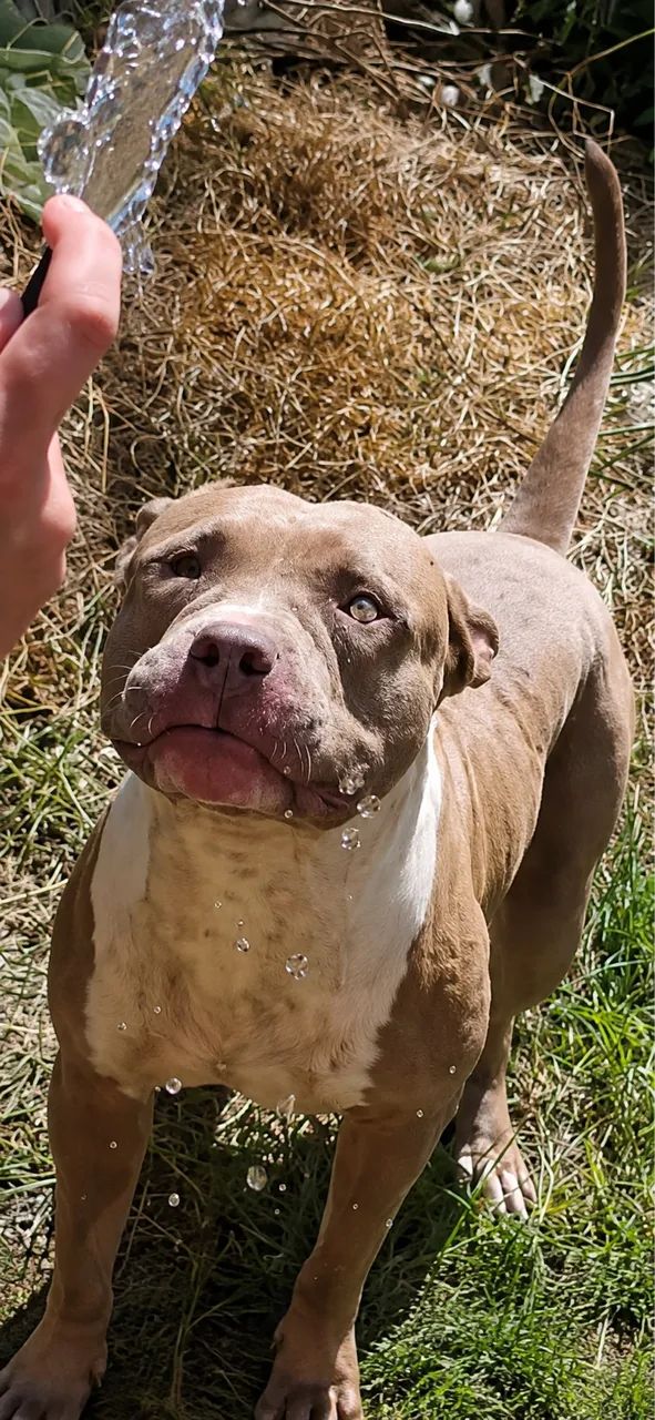 Pitbull Monster  - Foto 2