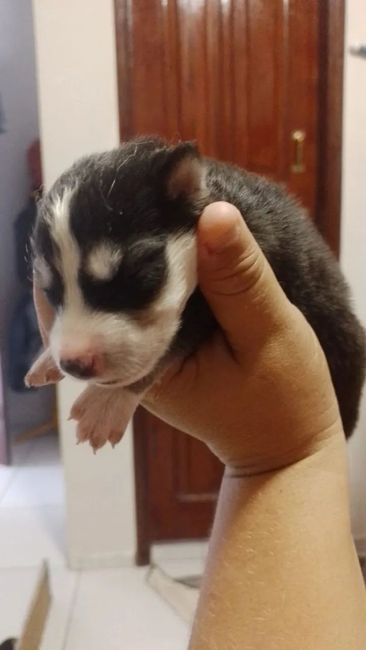 Husky siberiano - Foto 4