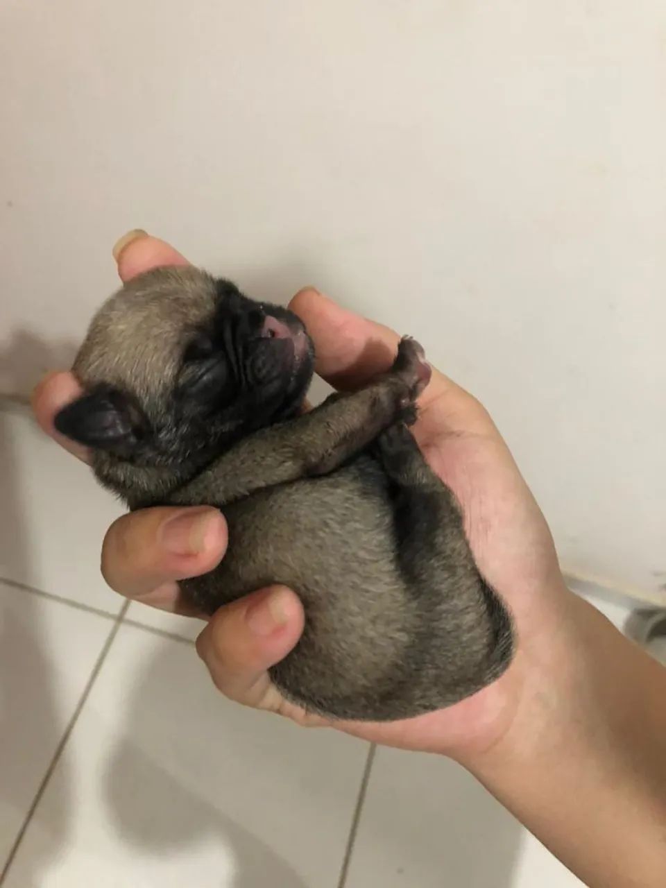 Pug - Foto 2