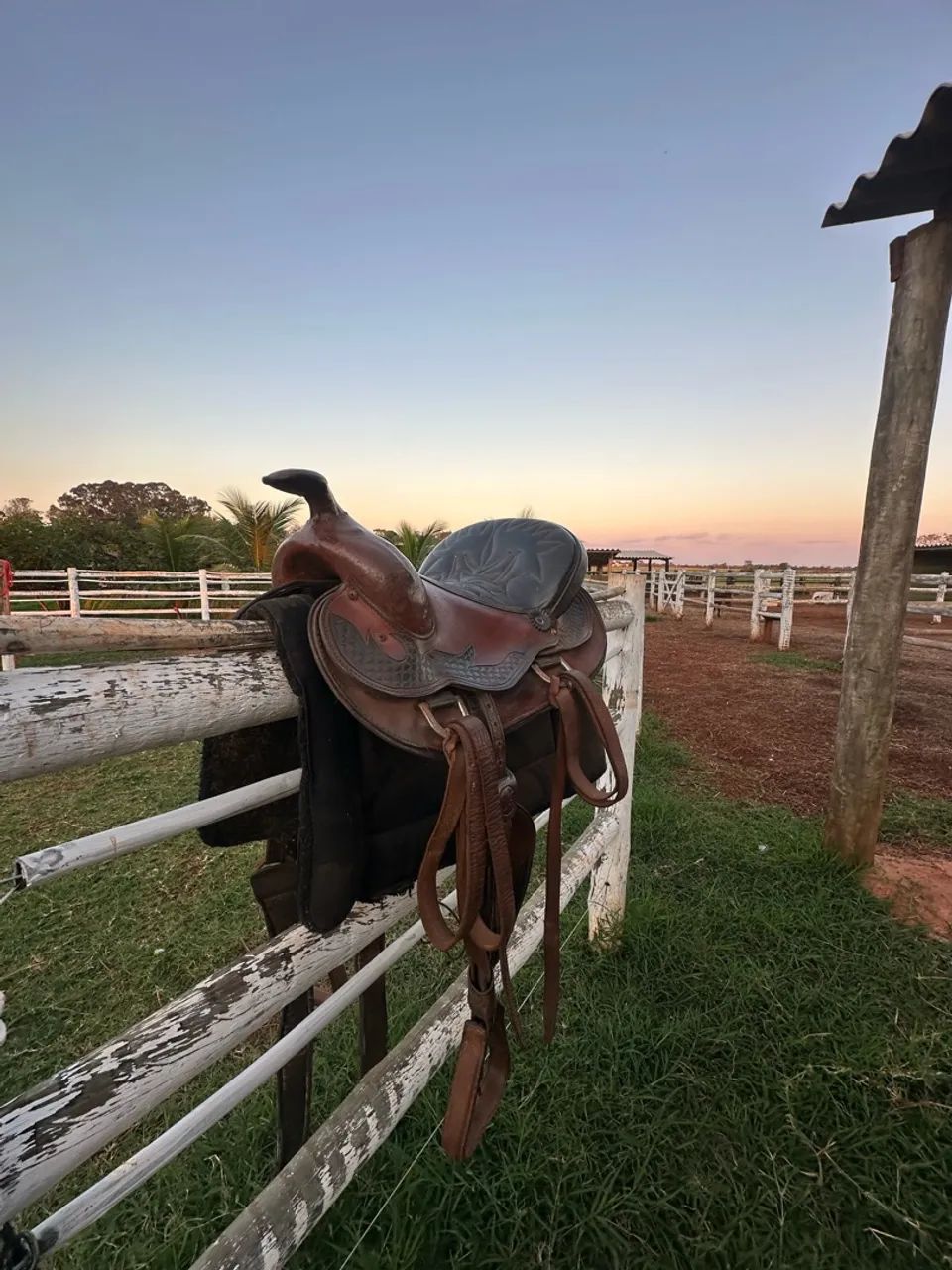 Sela americana  - Foto 2