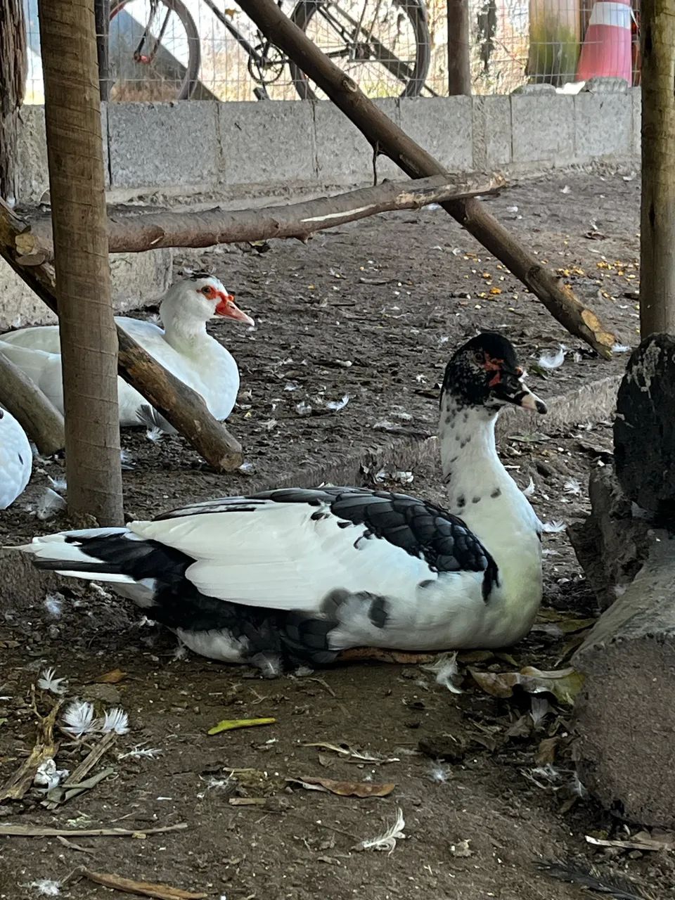 Patos machos - Foto 4
