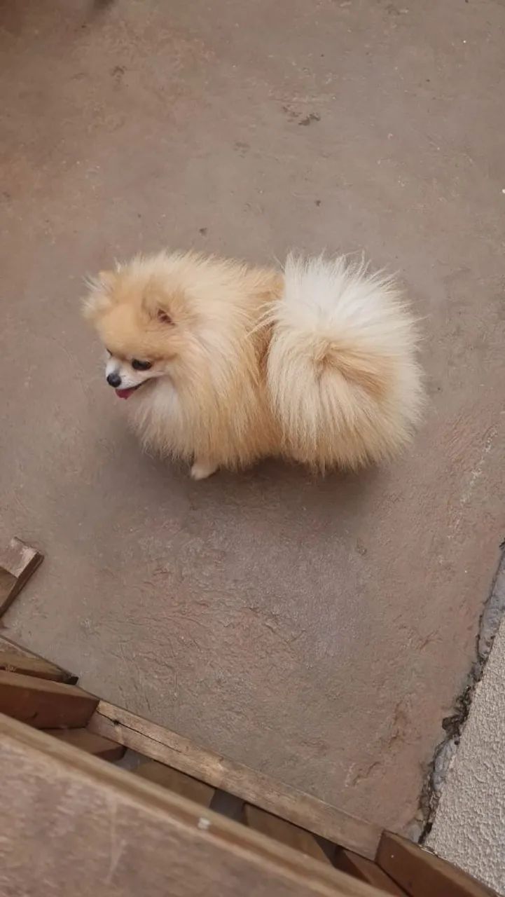 Spitz procura namorada  - Foto 3