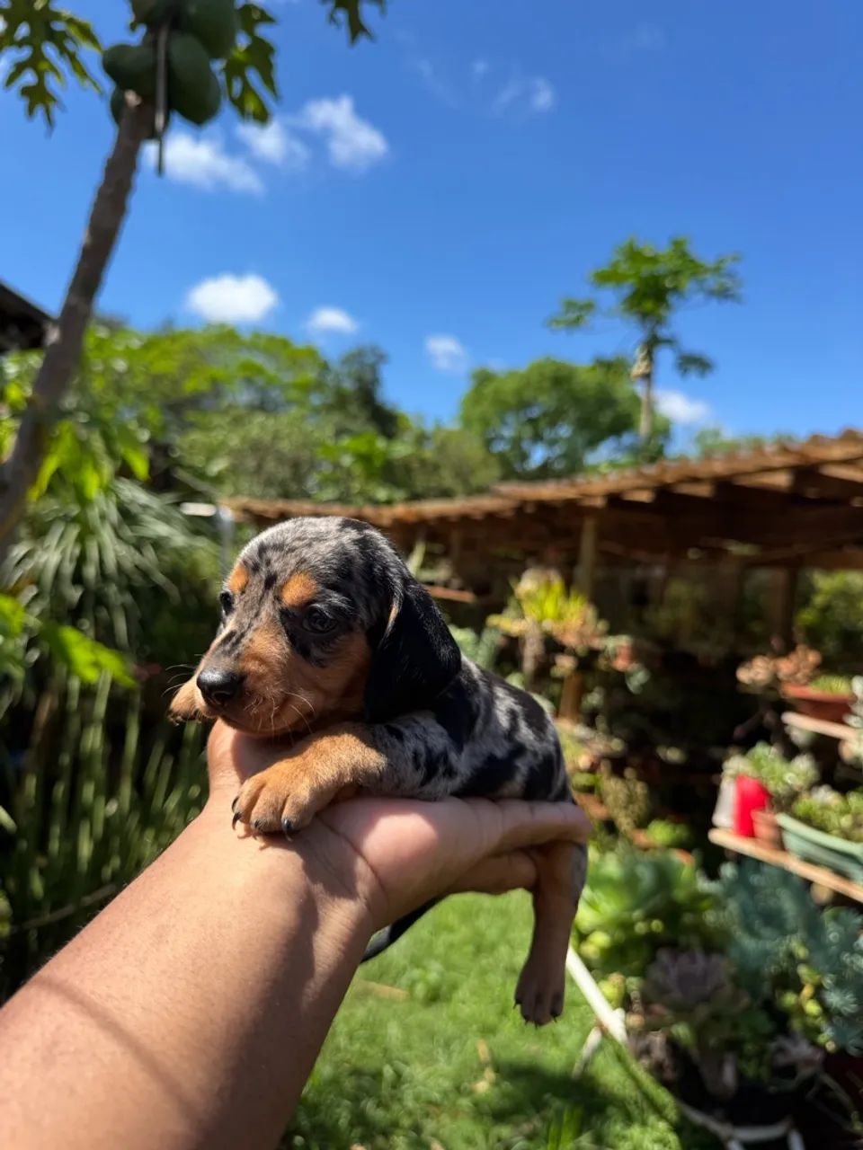 Lindos bebês de Teckel  - Foto 2
