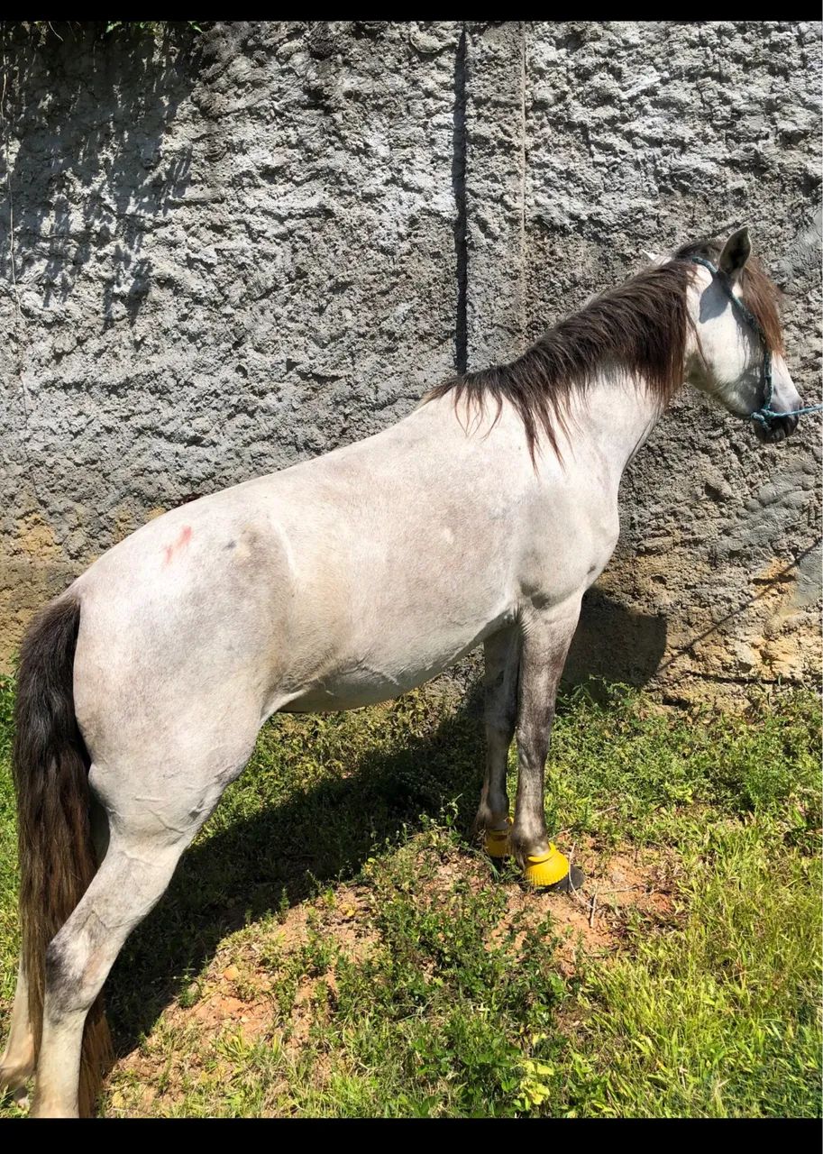 Cavalo - Foto 2