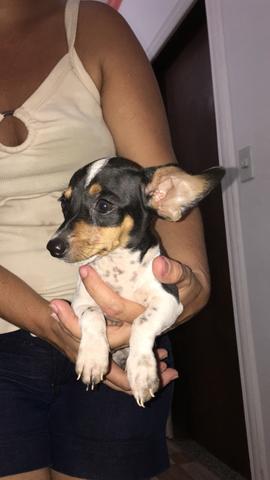 Pinscher filhote fêmea
