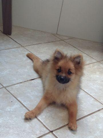 Filhote Spitz alemão Lulu da Pomerânia