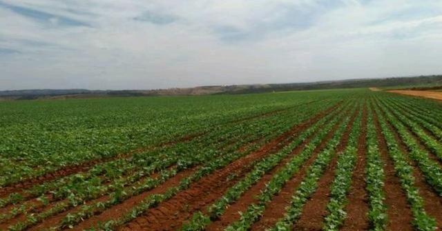 Fazenda próximo a Patrocinio Mg - Foto 3
