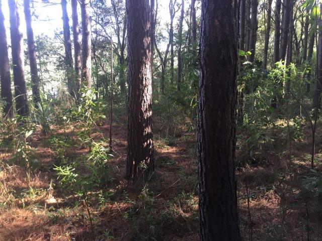 Floresta de Pinus - Foto 7