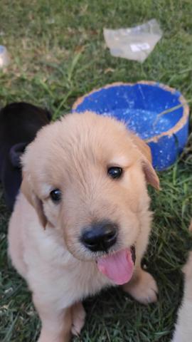 Filhotes de Golden Retriever com ótima linhagem - Foto 4