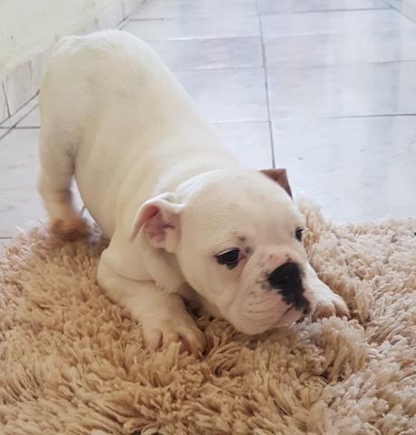 Filhotes Bulldog Inglês - Foto 4