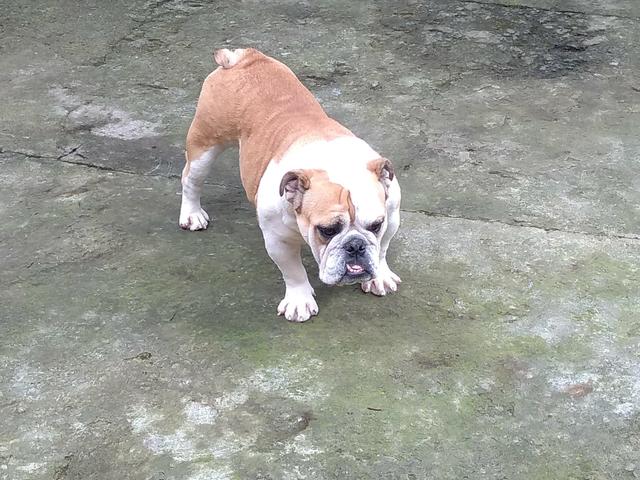 Vendo femia de buldogue inglês top