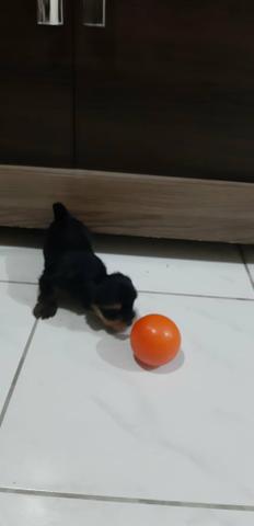 Filhote Yorkshire Terrier (Aceitamos qualquer cartão) - Foto 3