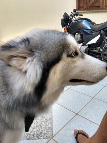 Husky siberiano procura namorada - Foto 4