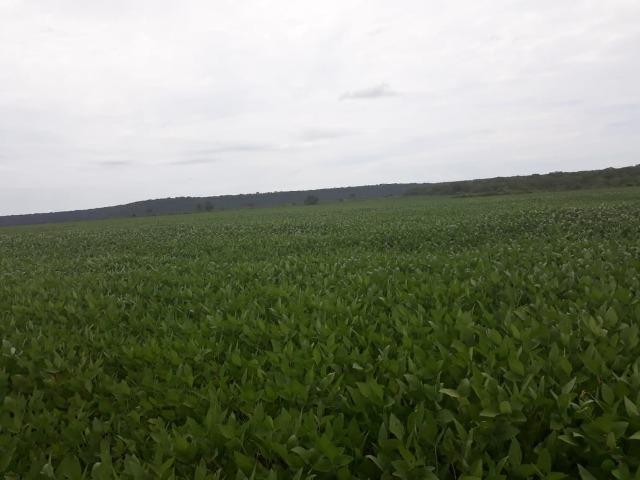Fazenda 1.020 Hectares Plantando Lavoura - MT