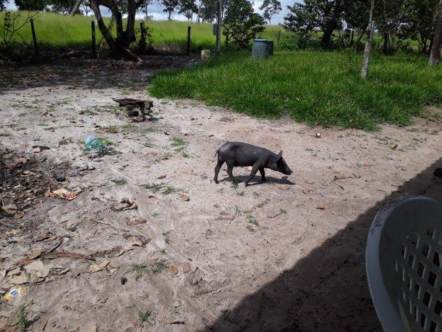 Fazenda Paraiso - Foto 9