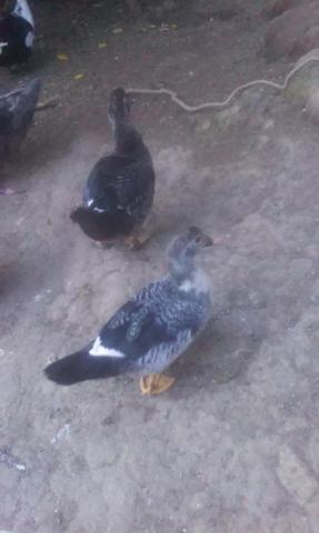 Estou vendendo dois patos, macho e femea, vacinados e bem cuidados - Foto 2