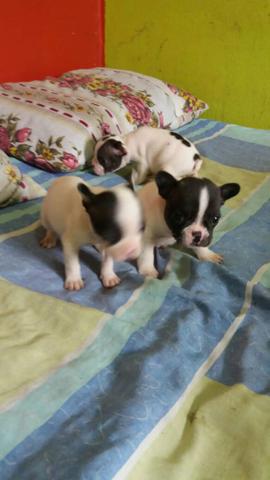 Bulldog francês - Foto 2