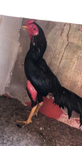 Galo indiano puro - Foto 2