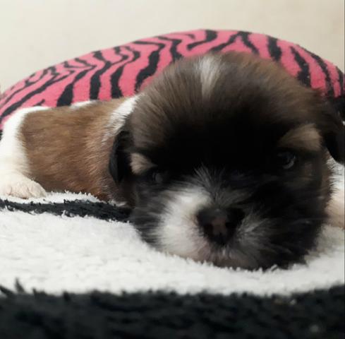 Shihtzu - Foto 4