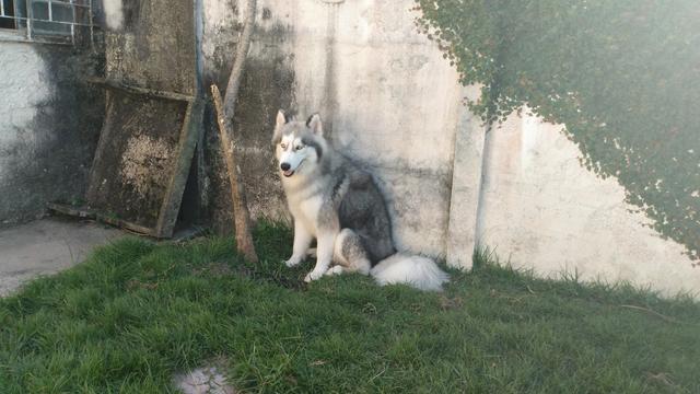 Husky siberiano procura namorada - Foto 2