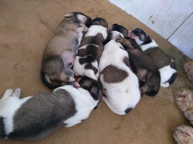 Lhasa Apso legítimos - Foto 4