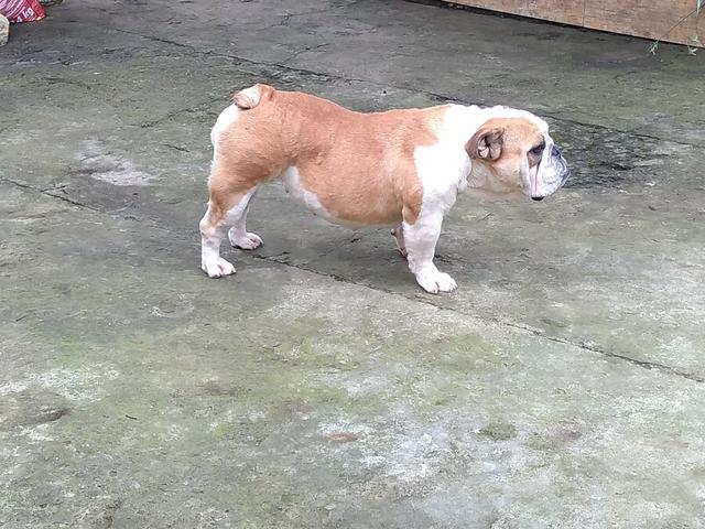 Vendo femia de buldogue inglês top - Foto 2