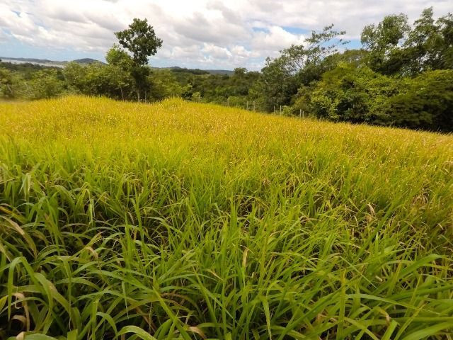 Fazendinha com 260.000m2 em candeias - Foto 4