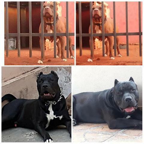 PIT BUL