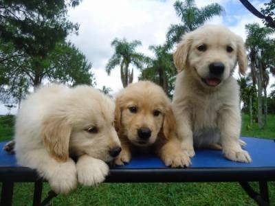 Golden Retriever - maravilhosos filhotes disponiveis!!!!!