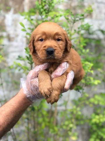 Golden Retriever, presenteie quem você ama com esse neném