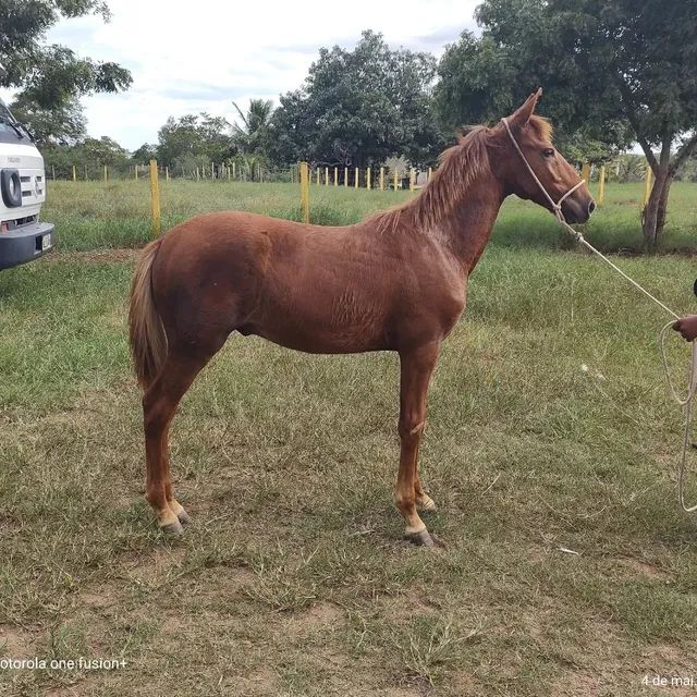 POTRINHO REGISTRADO MM