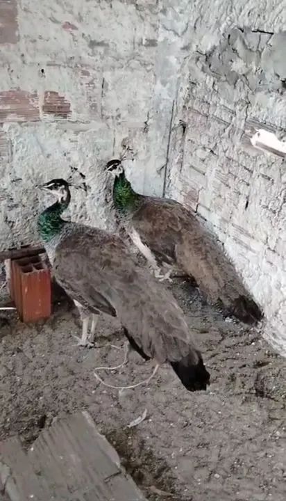 Galinhas gansos marrecos peru - Foto 2