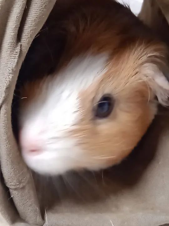 Vendo porquinha da Índia fêmea  - Foto 4