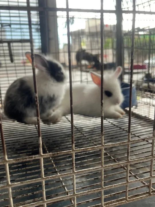 Casal de coelhos