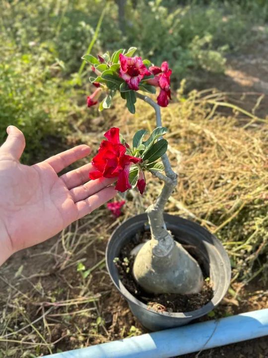 Rosa do deserto Vermelha - Foto 3