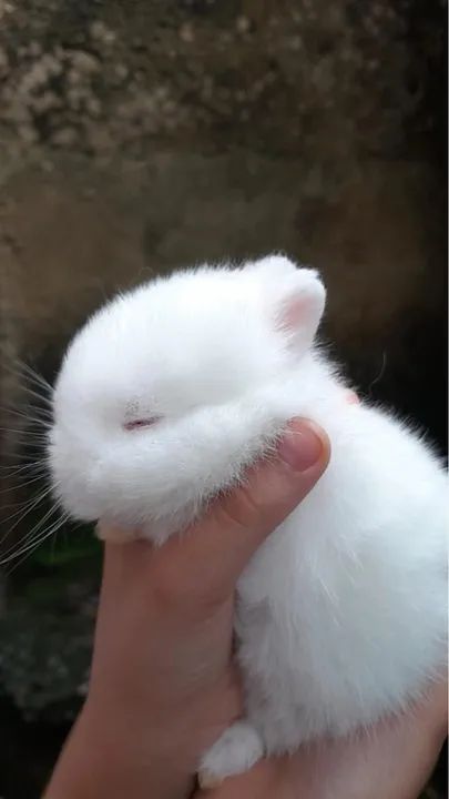 Anao netherland padrão show importada 