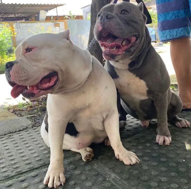 American best sale bully olx