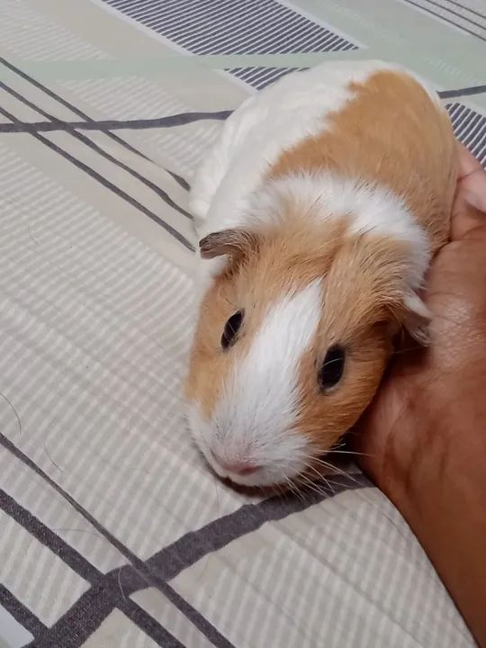 Vendo porquinha da Índia fêmea  - Foto 2