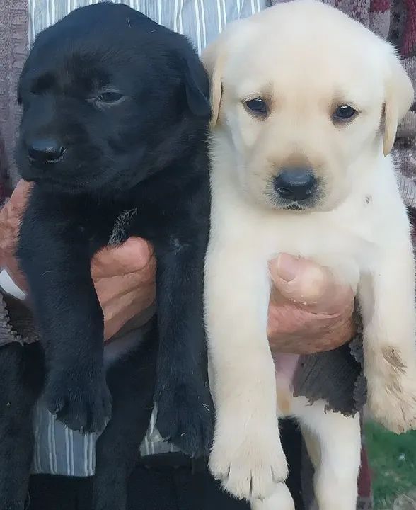 Labrador fêmea  - Foto 2