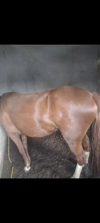 Égua meio sangue quarto de milha mansinha de criança andar - Foto 2