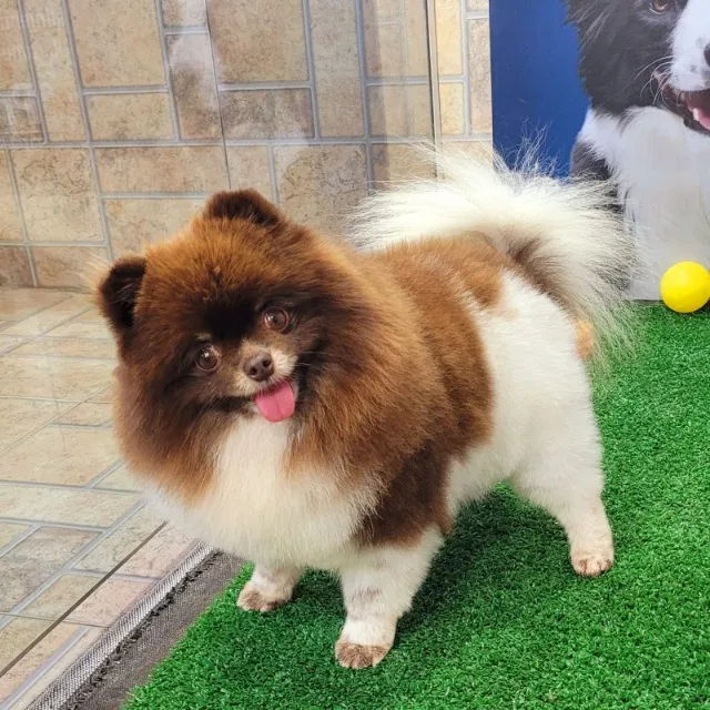 Spitz Alemão - Lulu da Pomerânia - Fêmea- Pedigree CBKC - 10x sem juros
