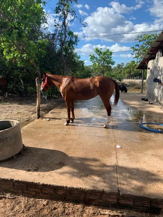 Égua Quarto de milha para vaquejada - Foto 4