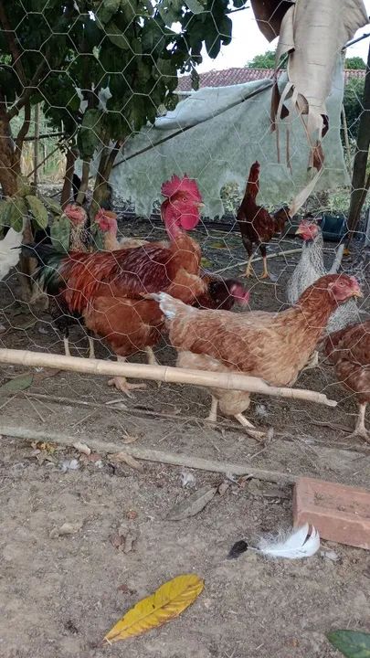 Pintos de alta qualidade  - Foto 2