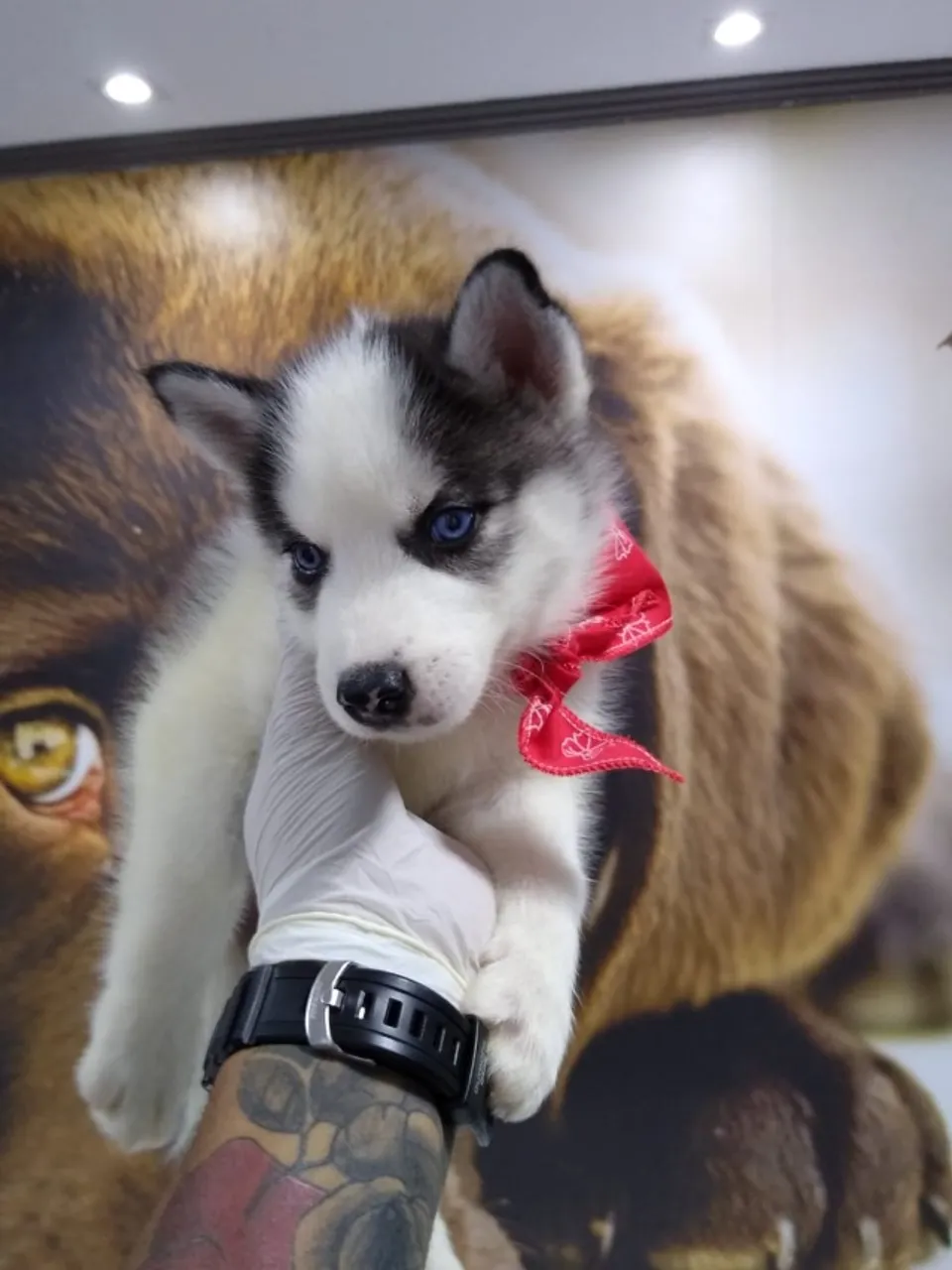 Husky siberiano filhotes a partir de 45 dias de vida 