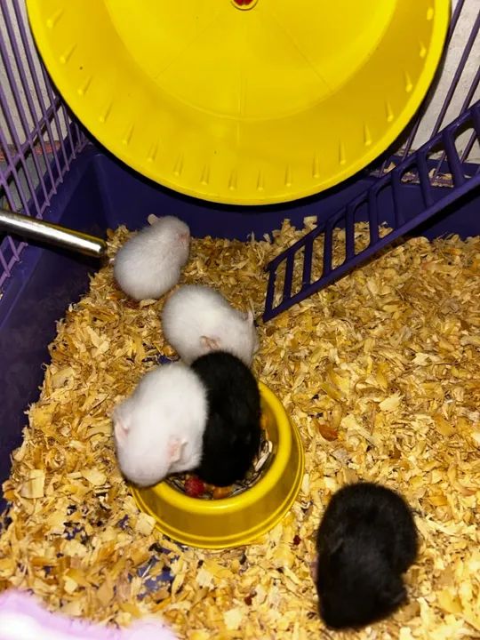 Filhotes de hamster sírio à venda 